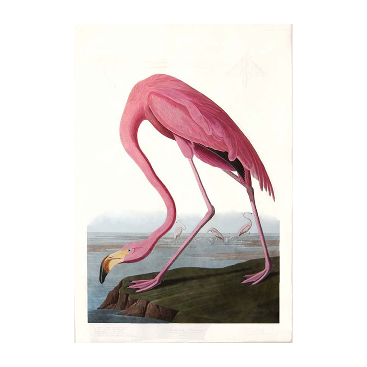 American Flamingo, John James Audobon