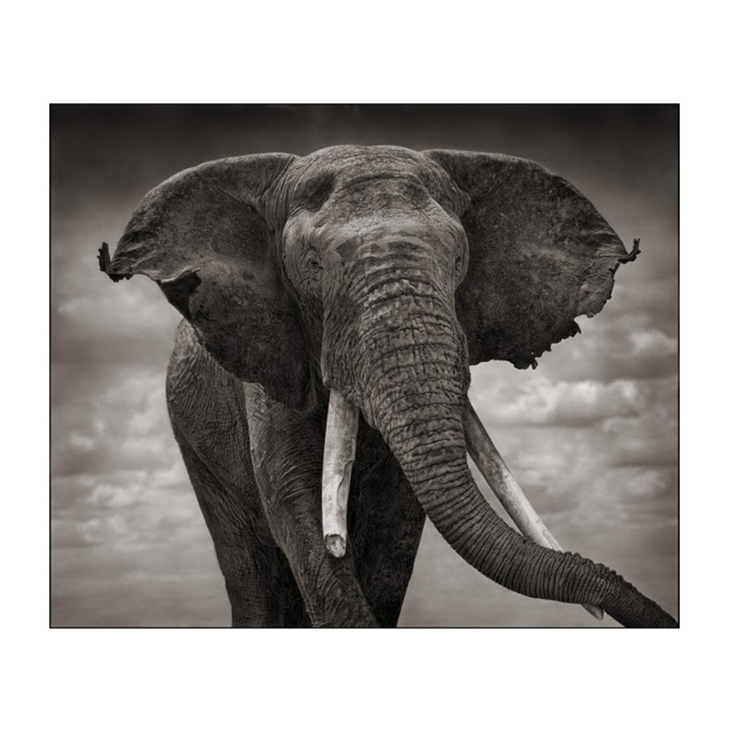 Elephant with Tattered Ears, Nick Brandt