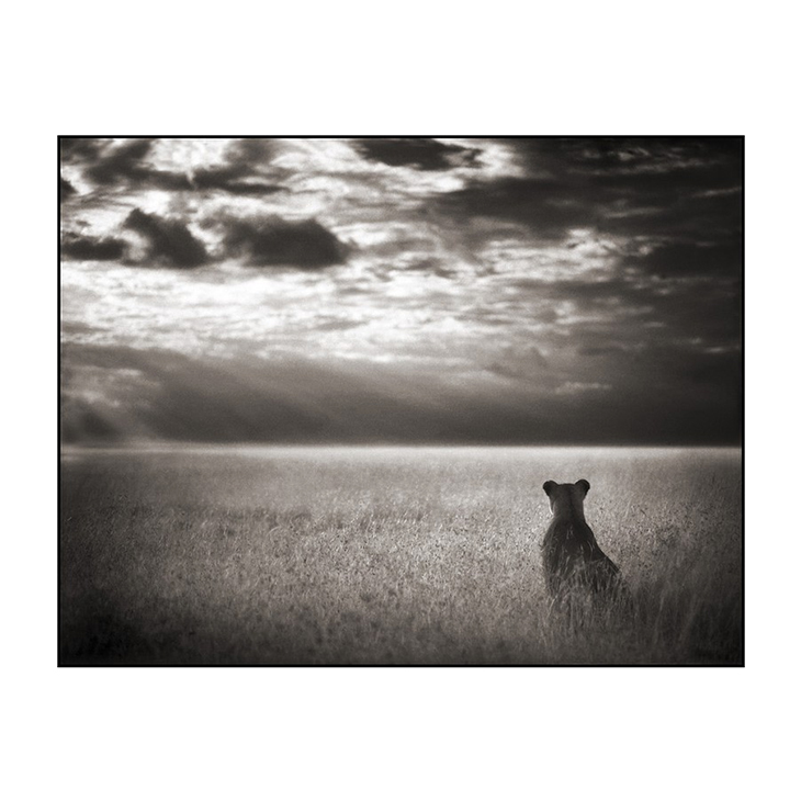 Lioness Looking Out Over Plains, Nick Brandt, #2 of 3