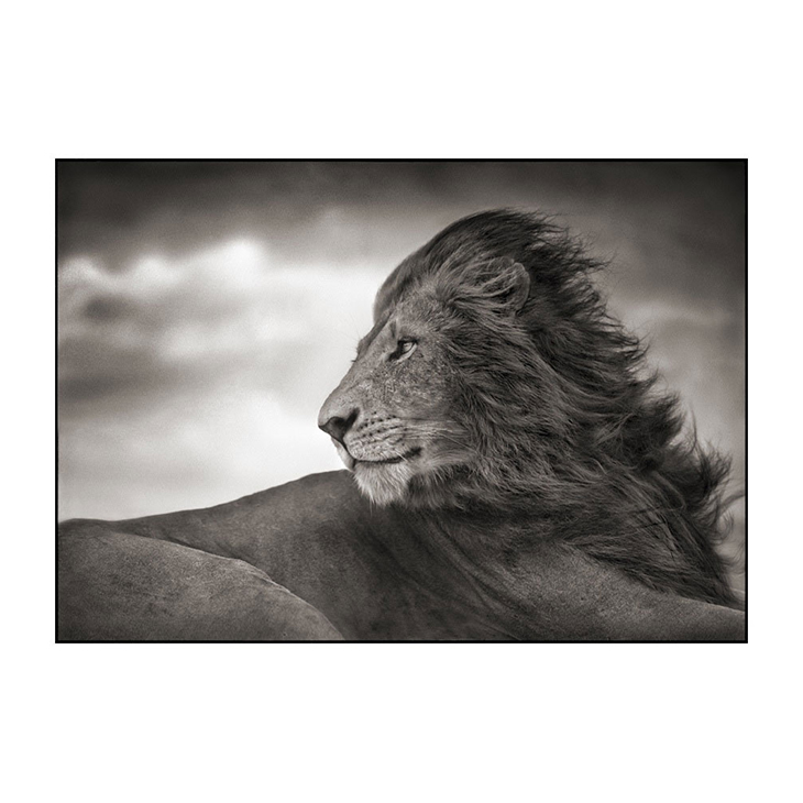 Lion Before the Storm - Close Up, Nick Brandt, #3 of 3