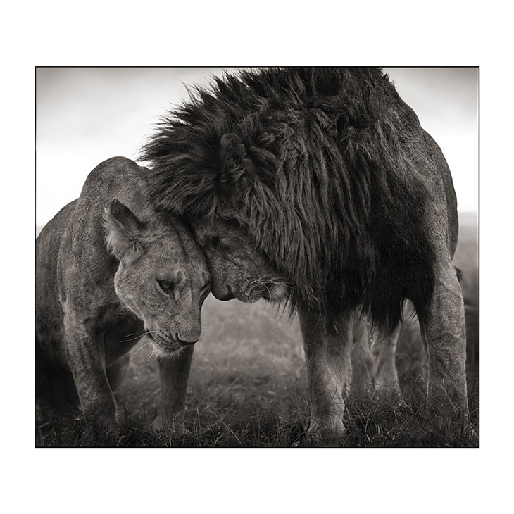 Lions Head to Head, Nick Brandt, #2 of 3