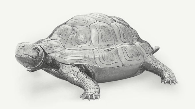 Detailed pencil sketch of a tortoise with intricate shell patterns.
